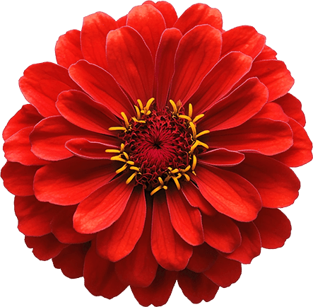 Flower Biorgany 01