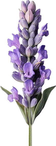 bakuchiol flower Biorgany