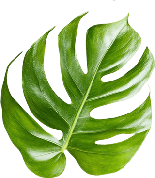 leaf-Biorgany